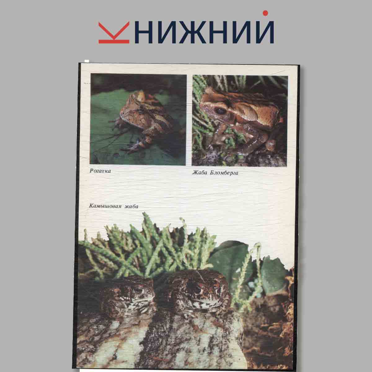 Набор открыток. Амфибии. Рептилии.