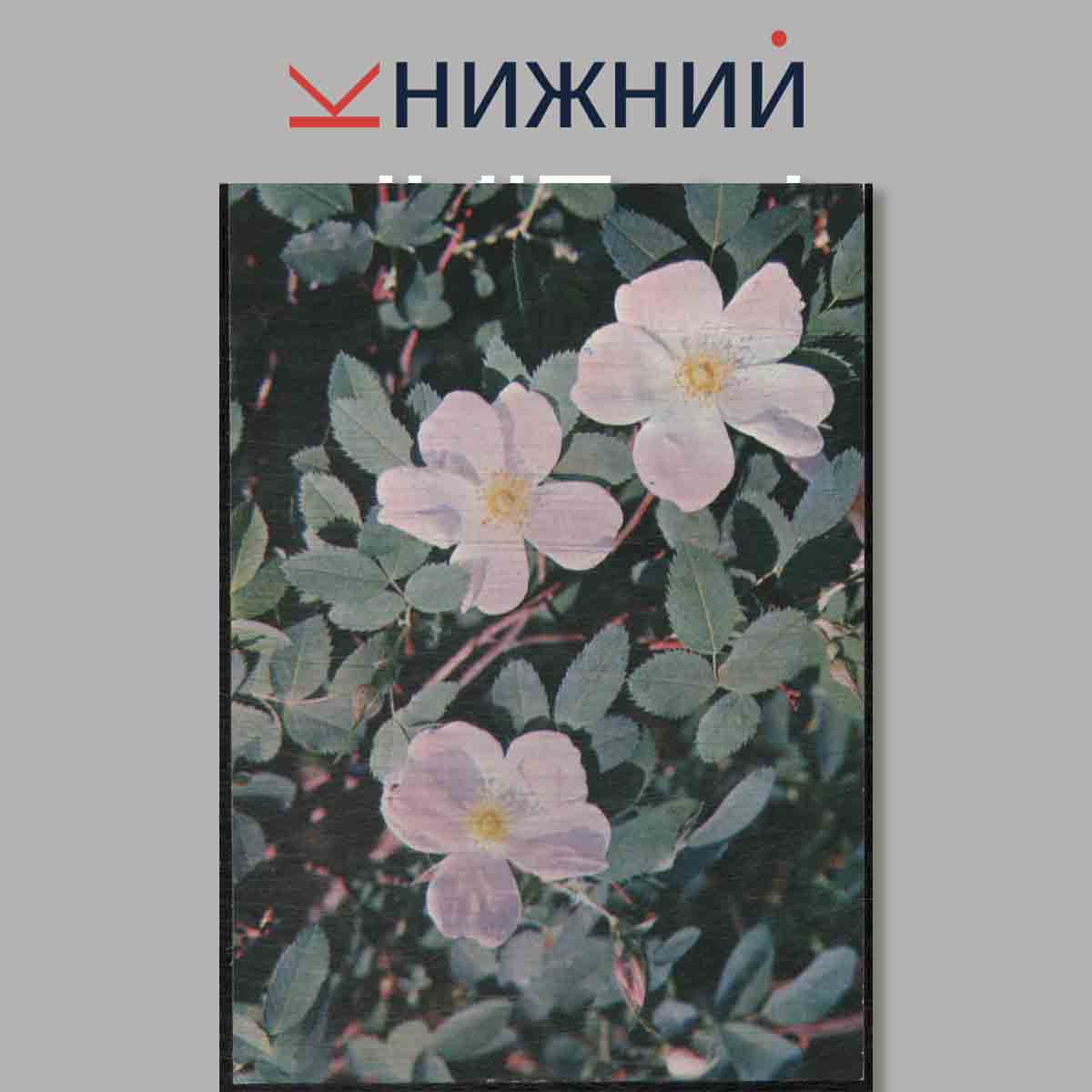 Набор открыток. Зеленая аптека.