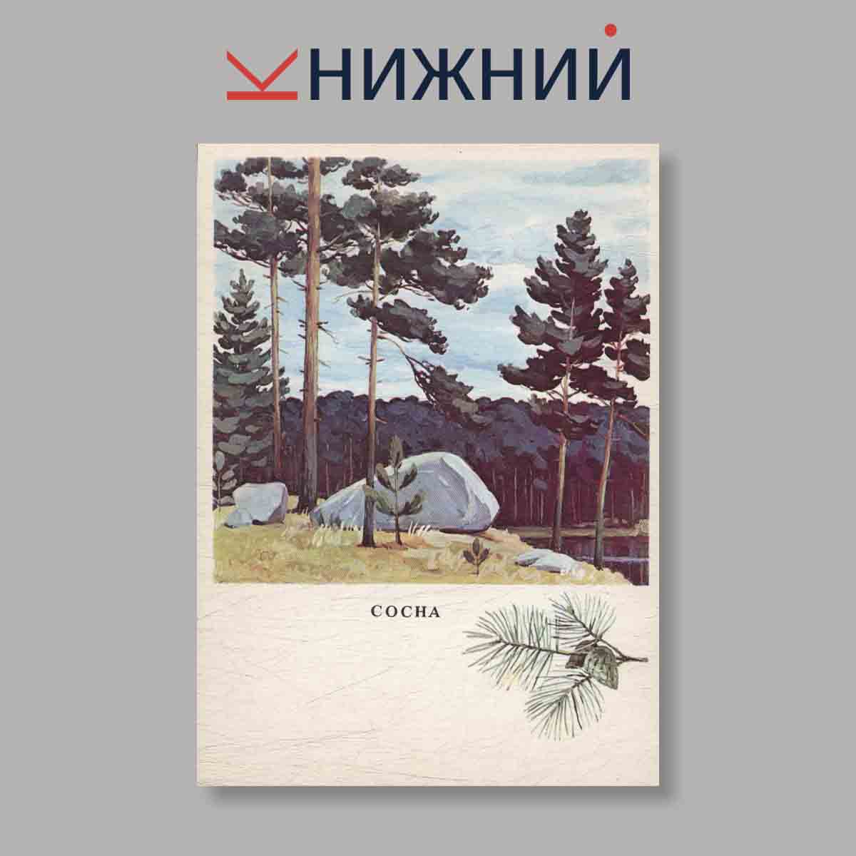 Набор открыток. "Русский лес"