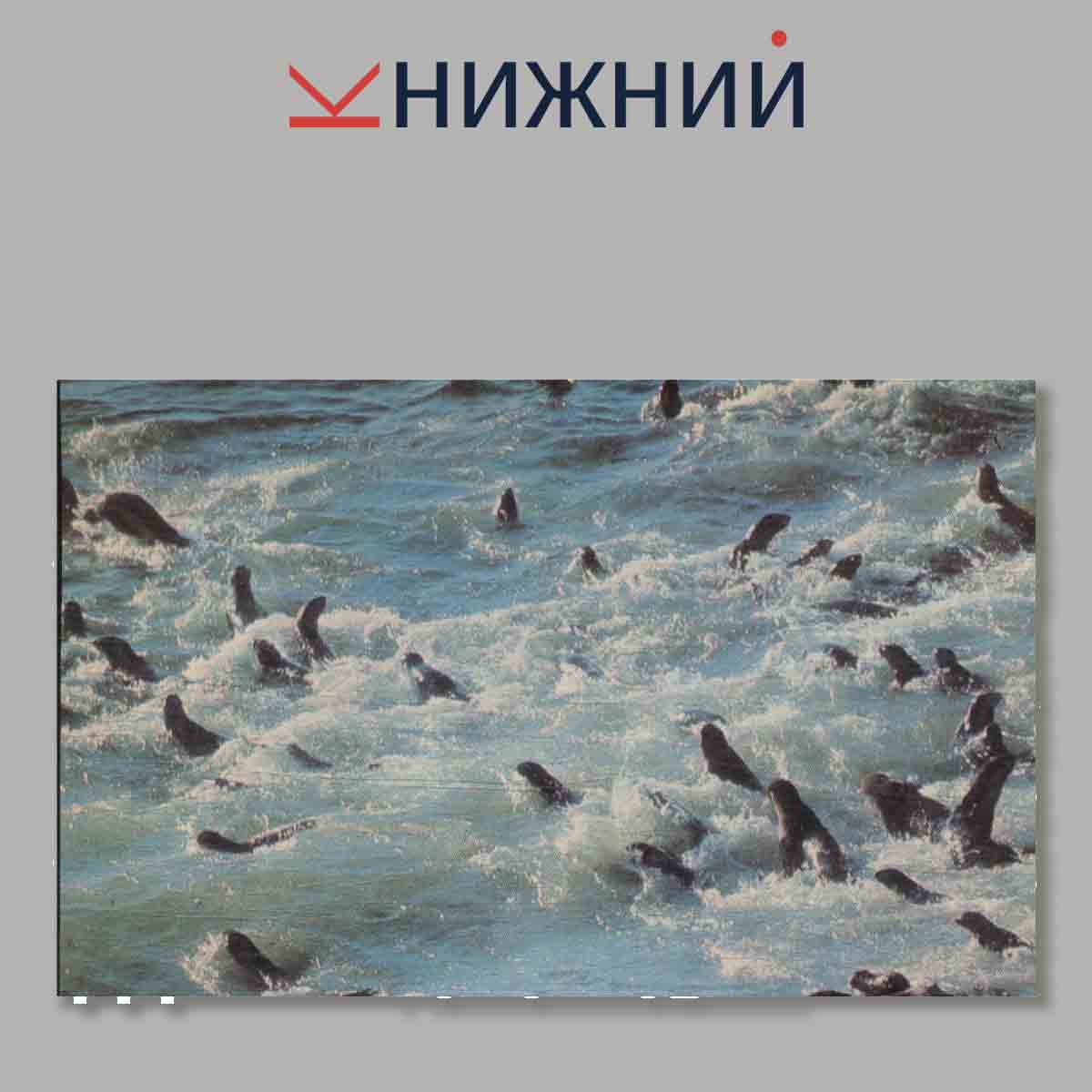 Набор открыток. Остров Тюлений.