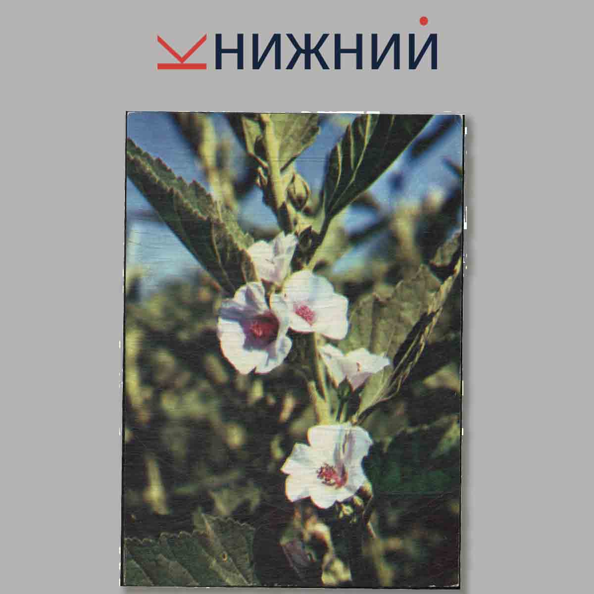 Набор открыток. Зеленая аптека. Выпуск 2.
