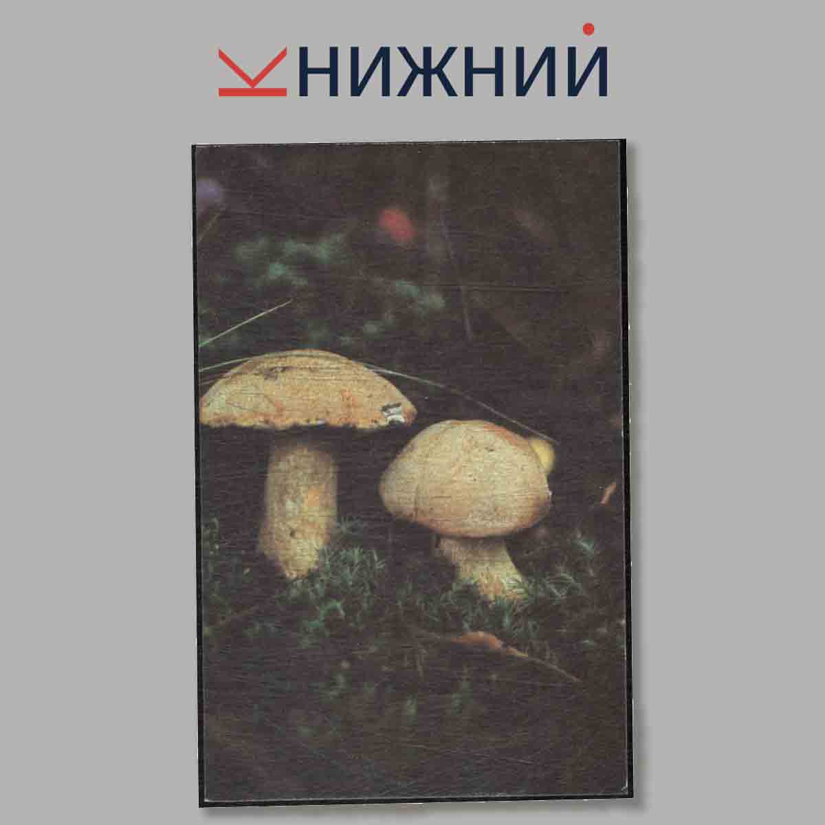 Набор открыток. Грибы.