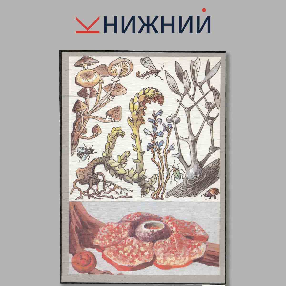 Набор открыток. Удивительные растения. 2-е издание.