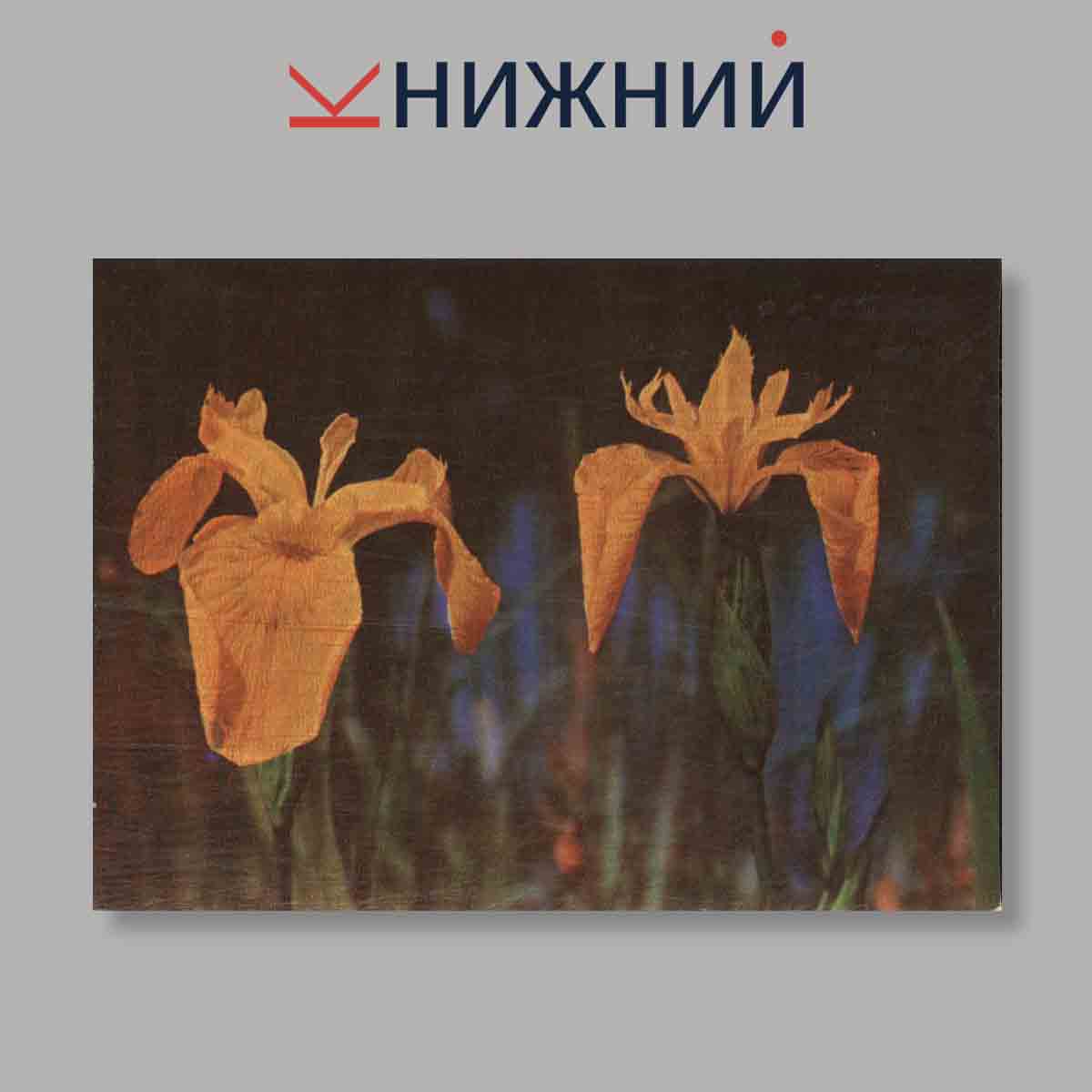 Набор открыток. "Экскурсия в природу. Наглядное пособие для средних школ. Лето"