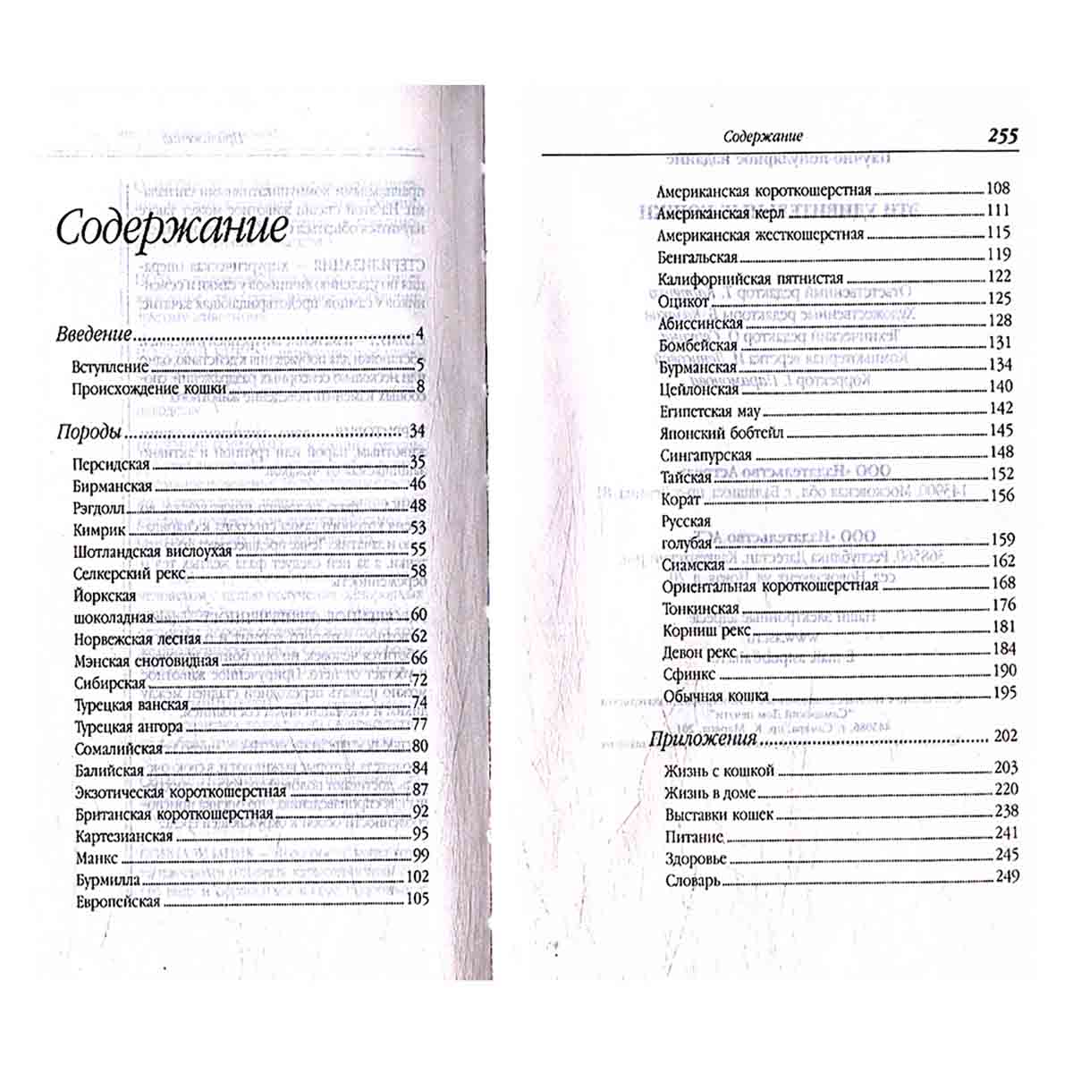 Эти удивительные кошки