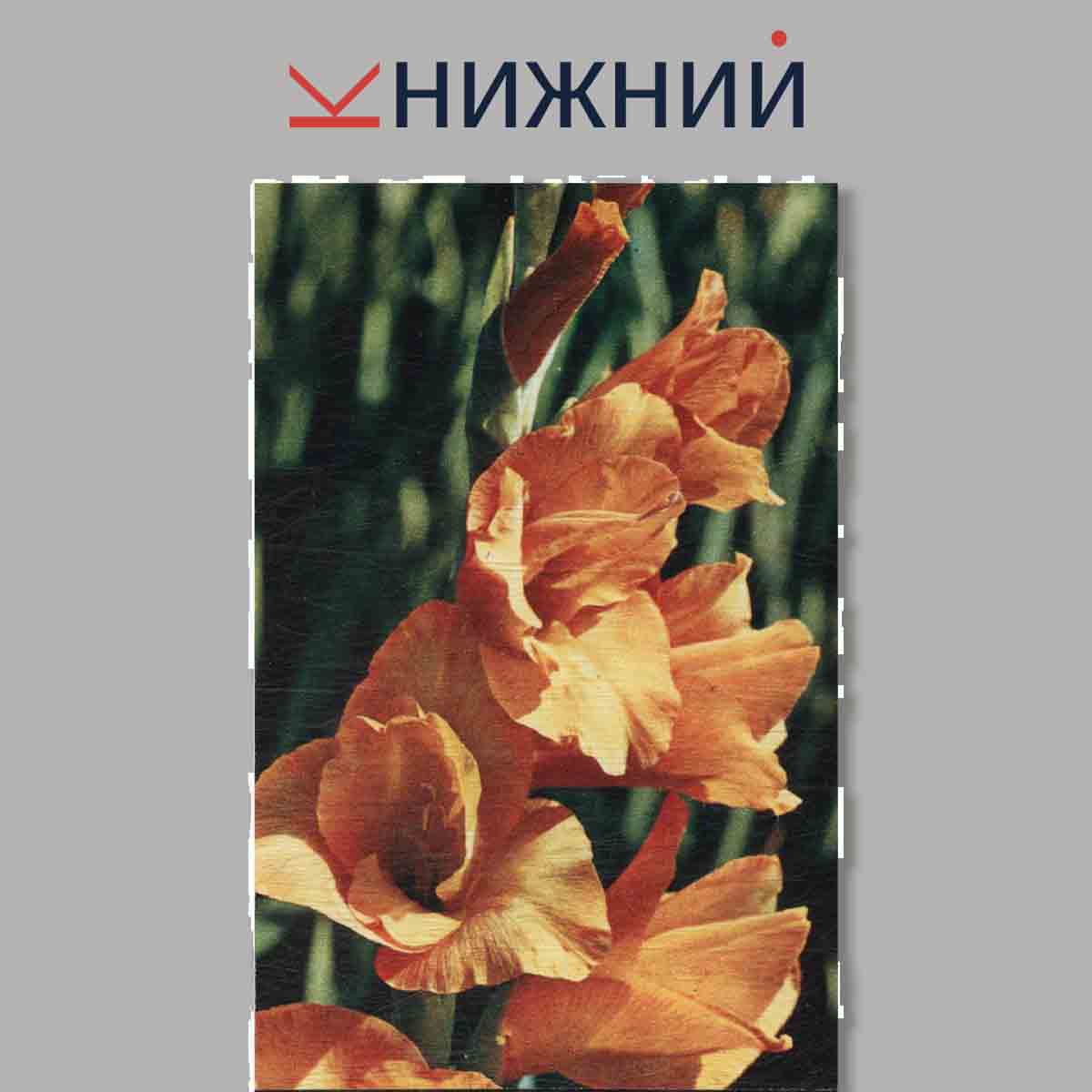 Набор открыток. Гладиолусы.