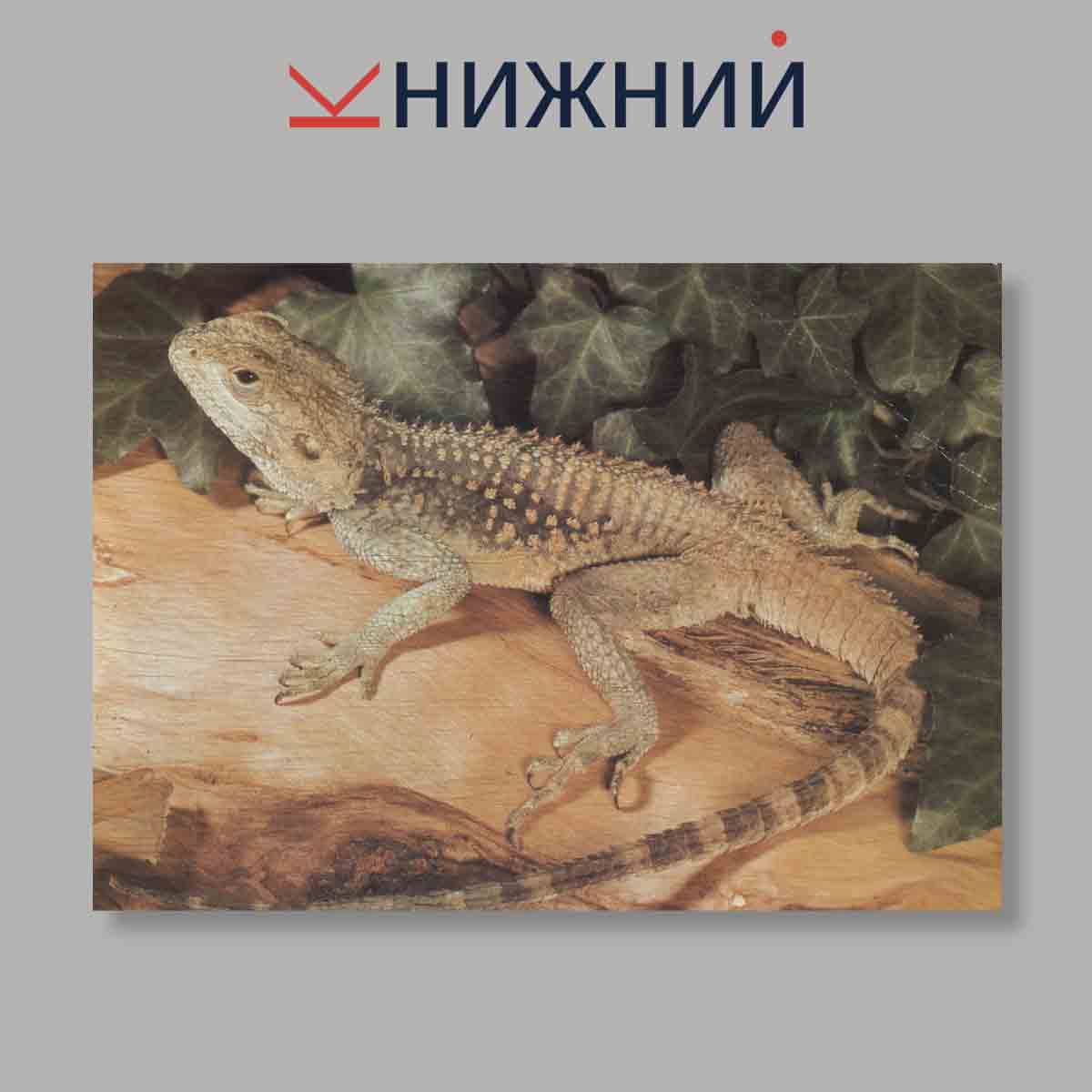 Набор открыток. "Navsteva V Zoo Выпуск 3"