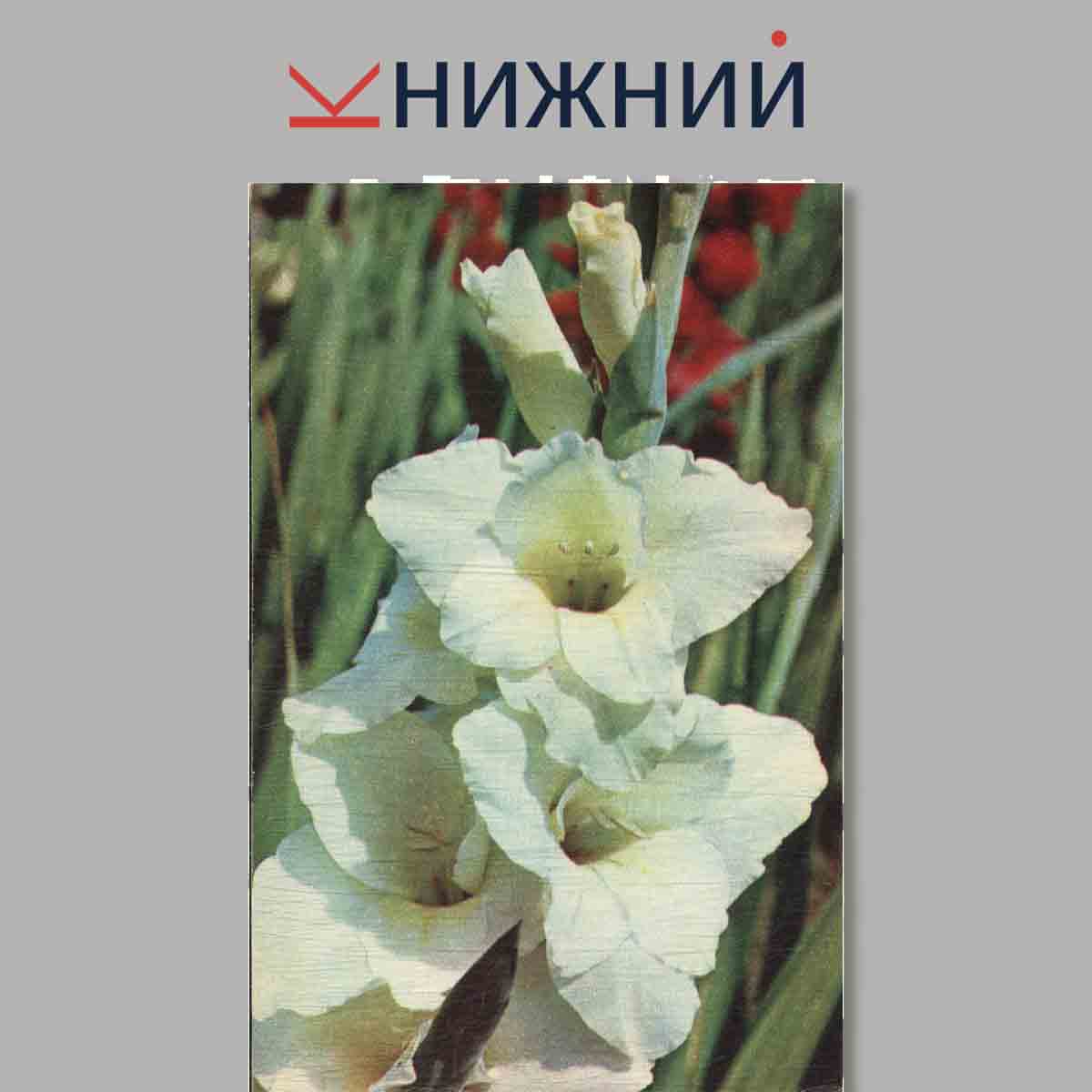 Набор открыток. Гладиолусы.