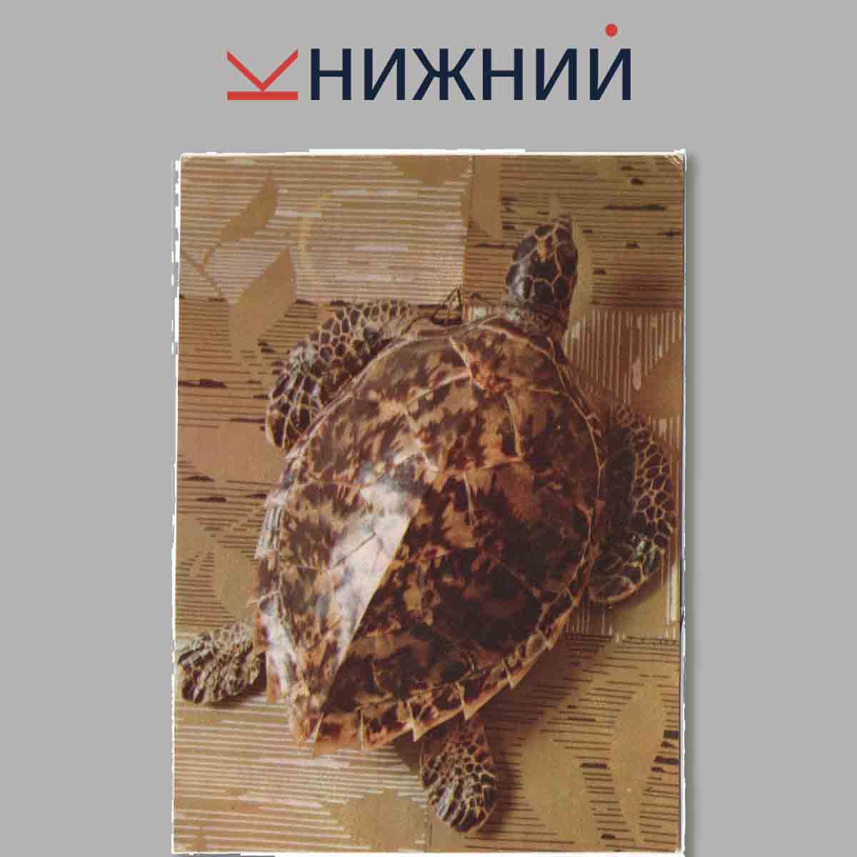 Набор открыток. Экскурсия в природу. Принеси домой океан.