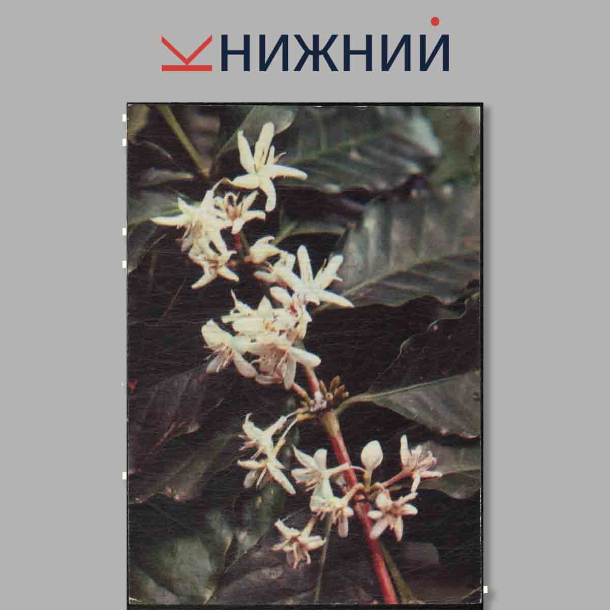 Набор открыток. Экскурсия в природу. Лекарственные растения. Выпуск 2.