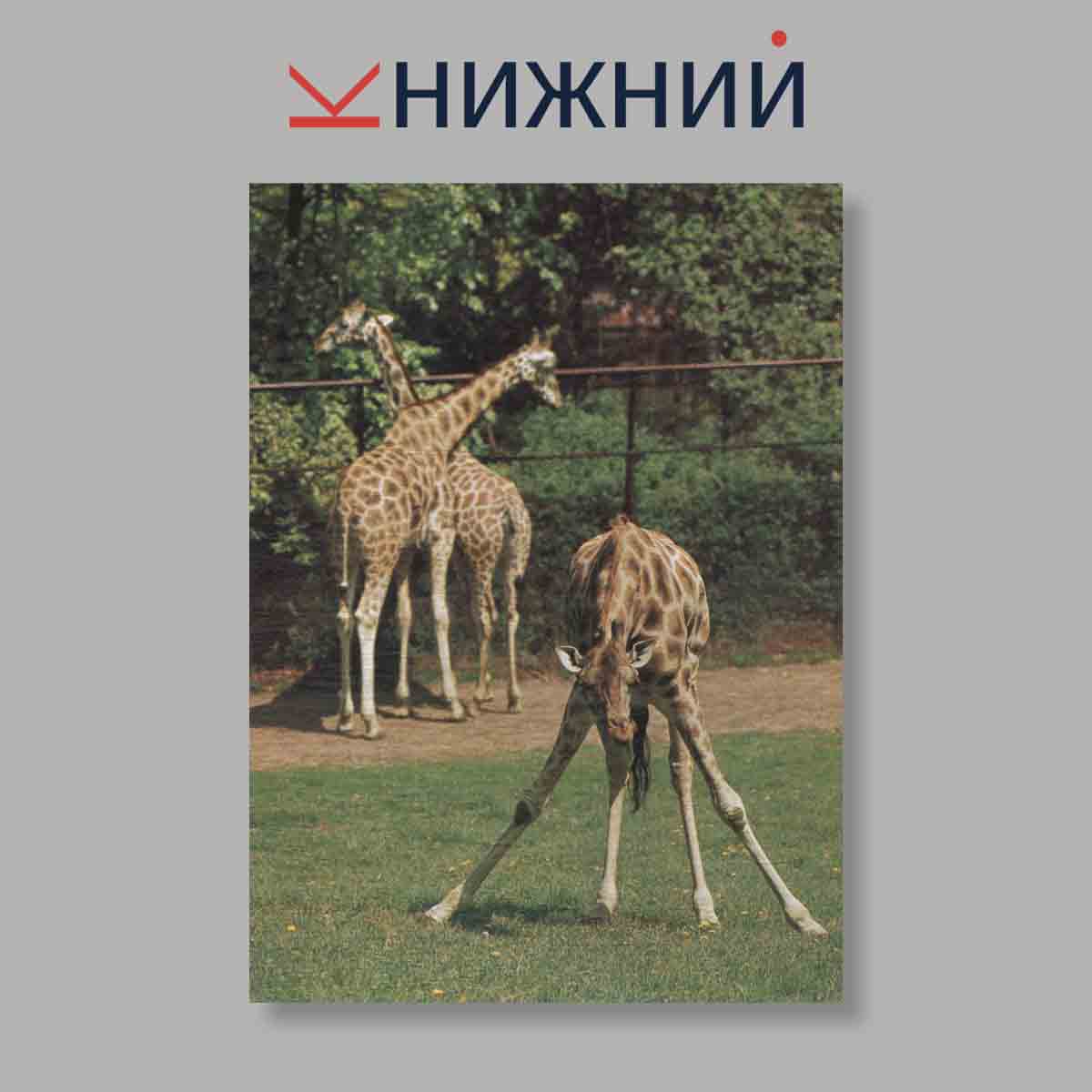 Набор открыток. "Pozvani Do Zoo"