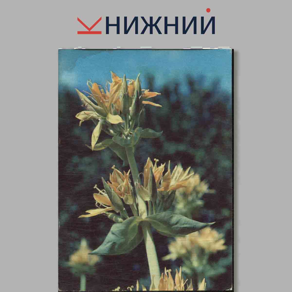 Набор открыток. Растения из "Красной книги СССР". Выпуск 1.