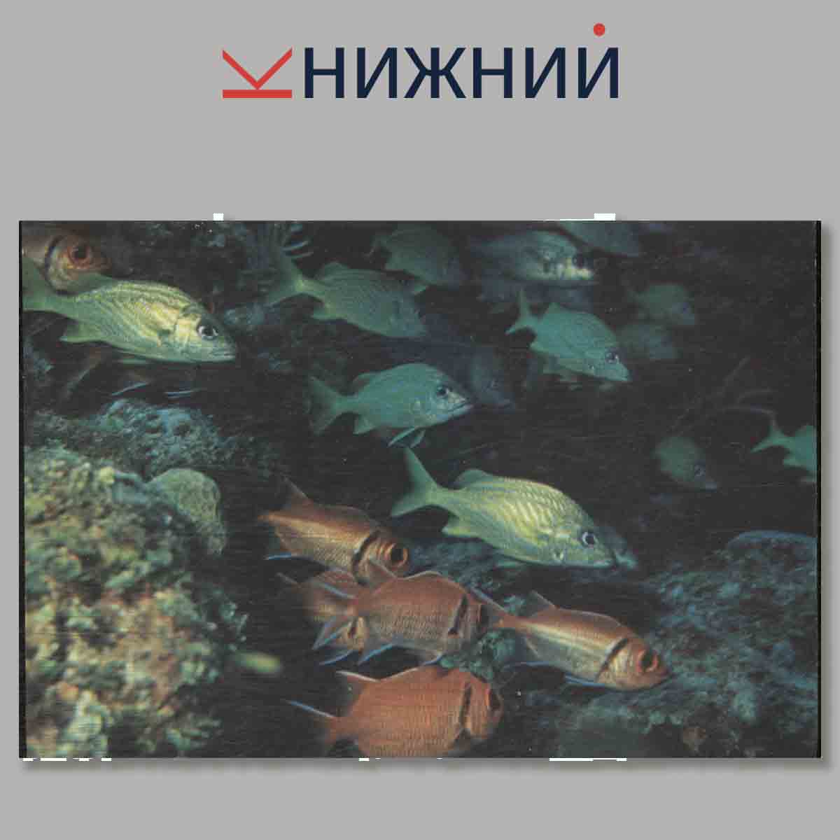 Набор открыток. Морская фауна Кубы.