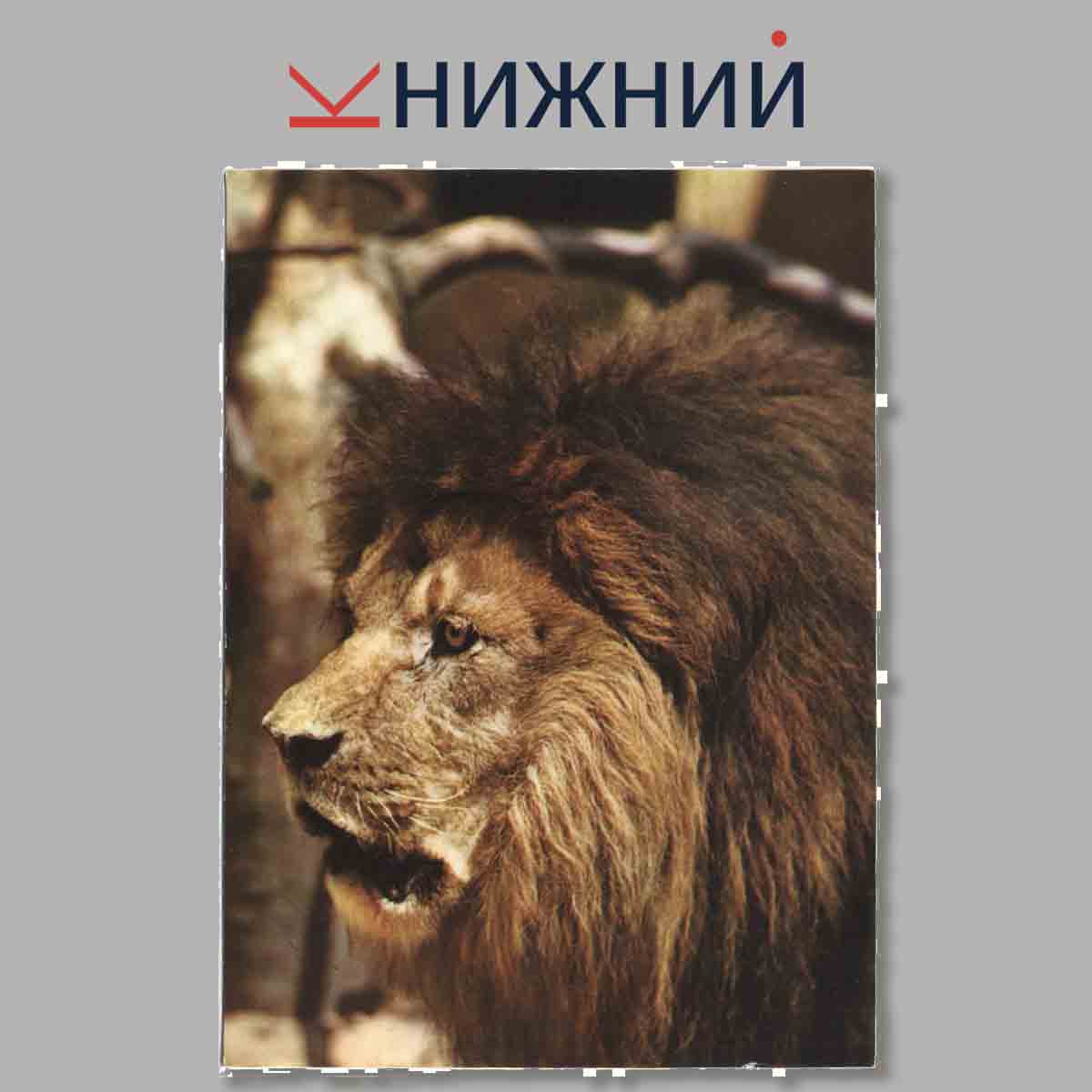 Набор открыток. Zuiratka v zoo.
