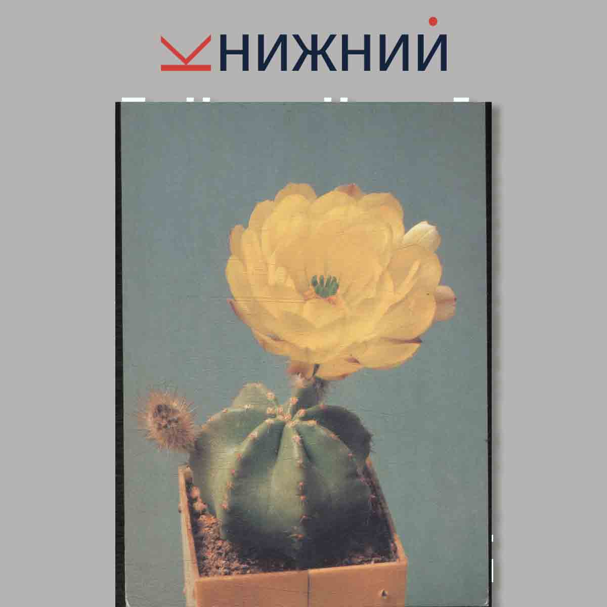 Набор открыток. Кактусы. Выпуск 2.