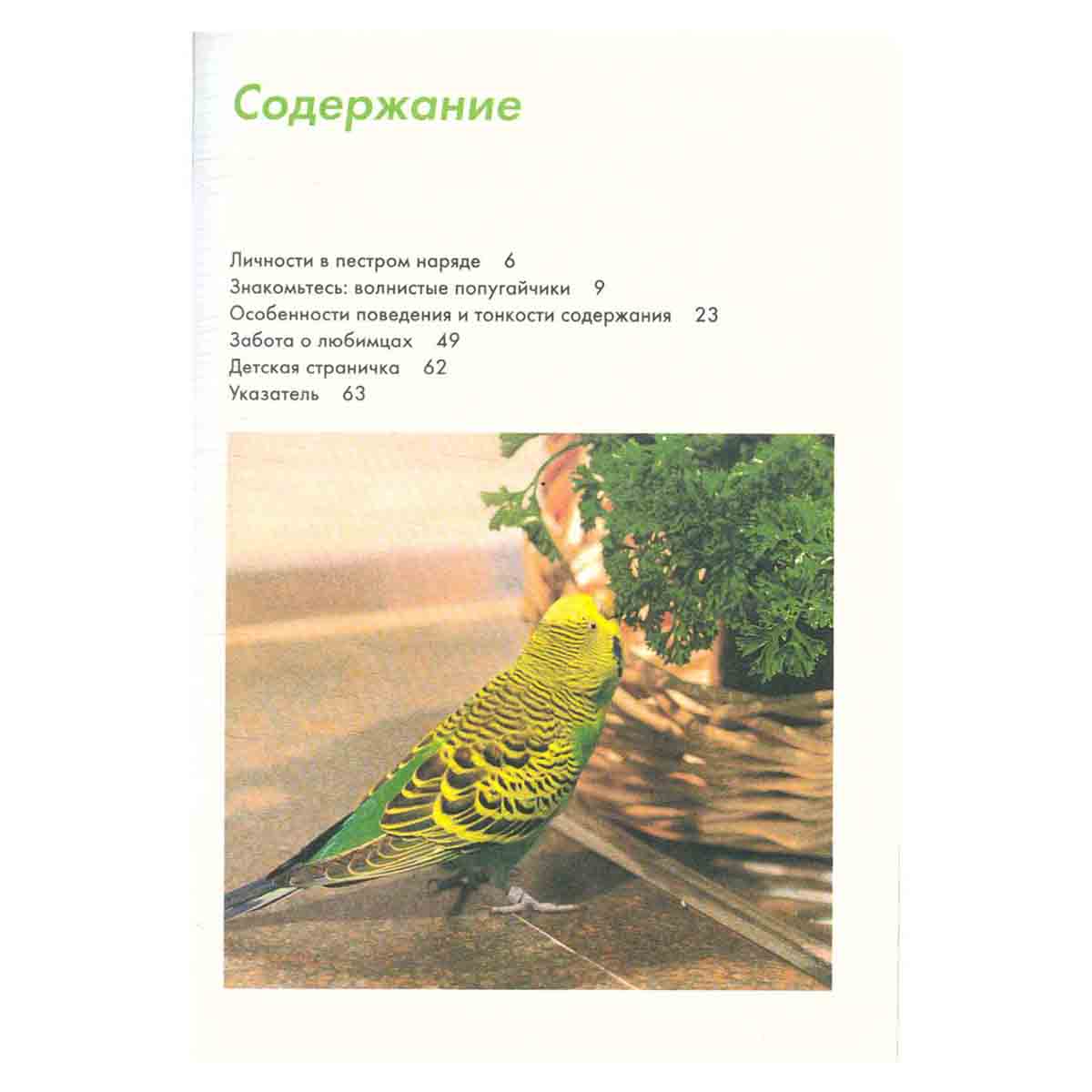 Волнистые попугайчики