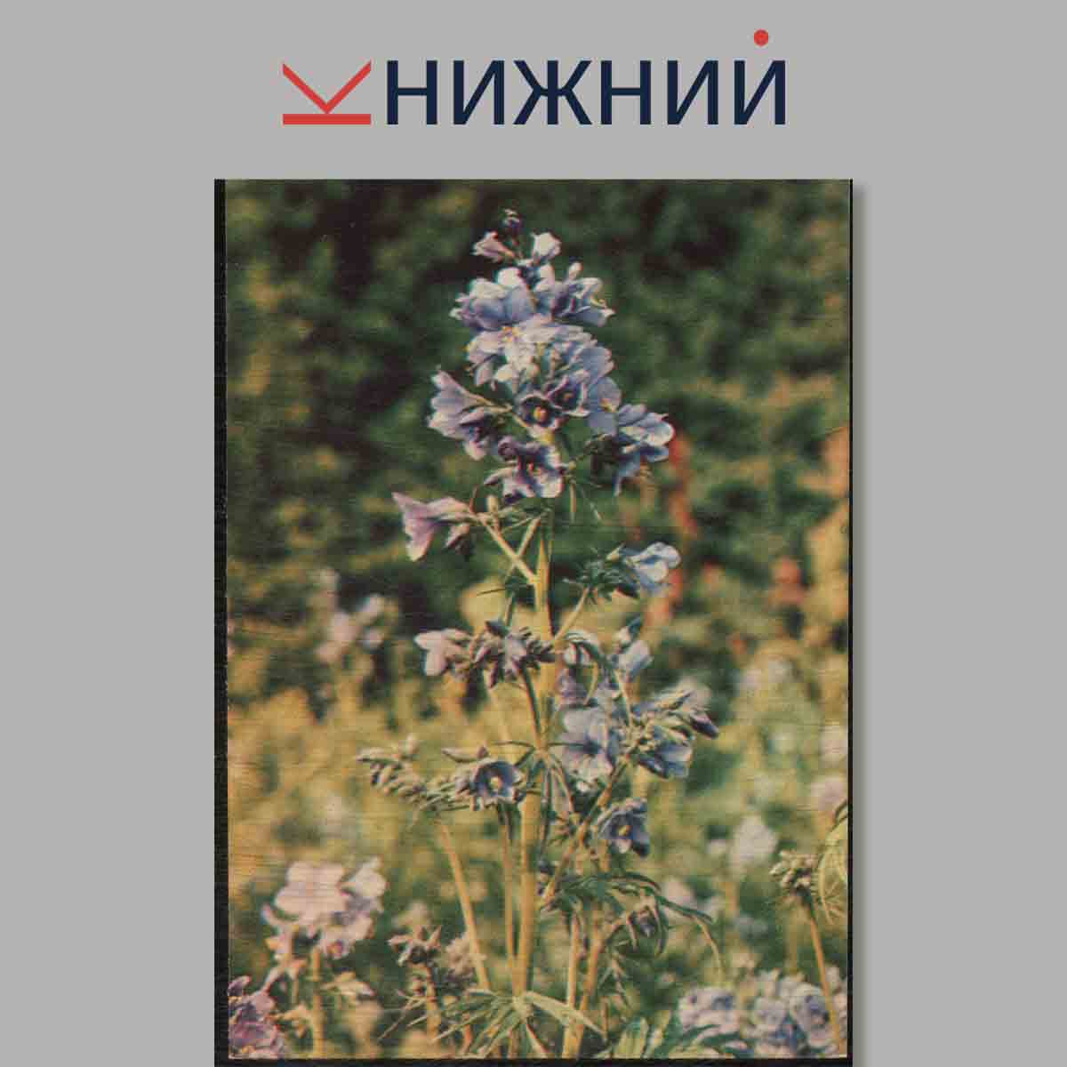 Набор открыток. Экскурсия в природу. Лекарственные растения.
