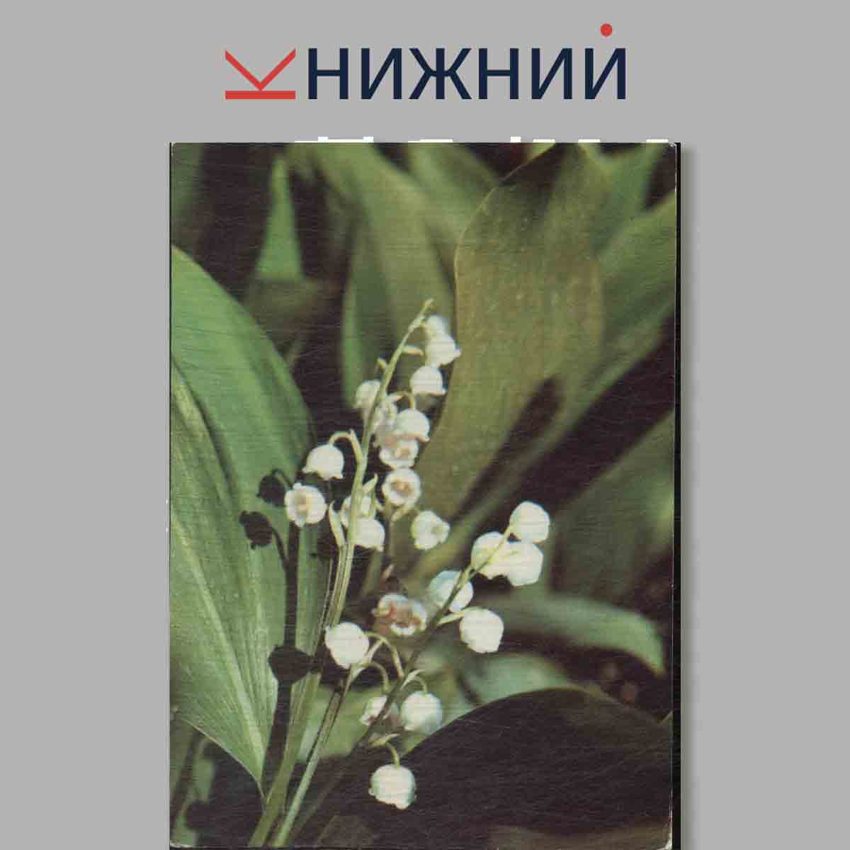Набор открыток. Экскурсия в природу. Лекарственные растения. Выпуск 2.