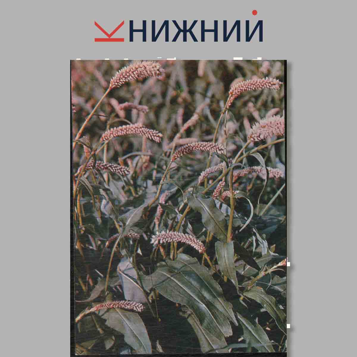 Набор открыток. Зеленая аптека.