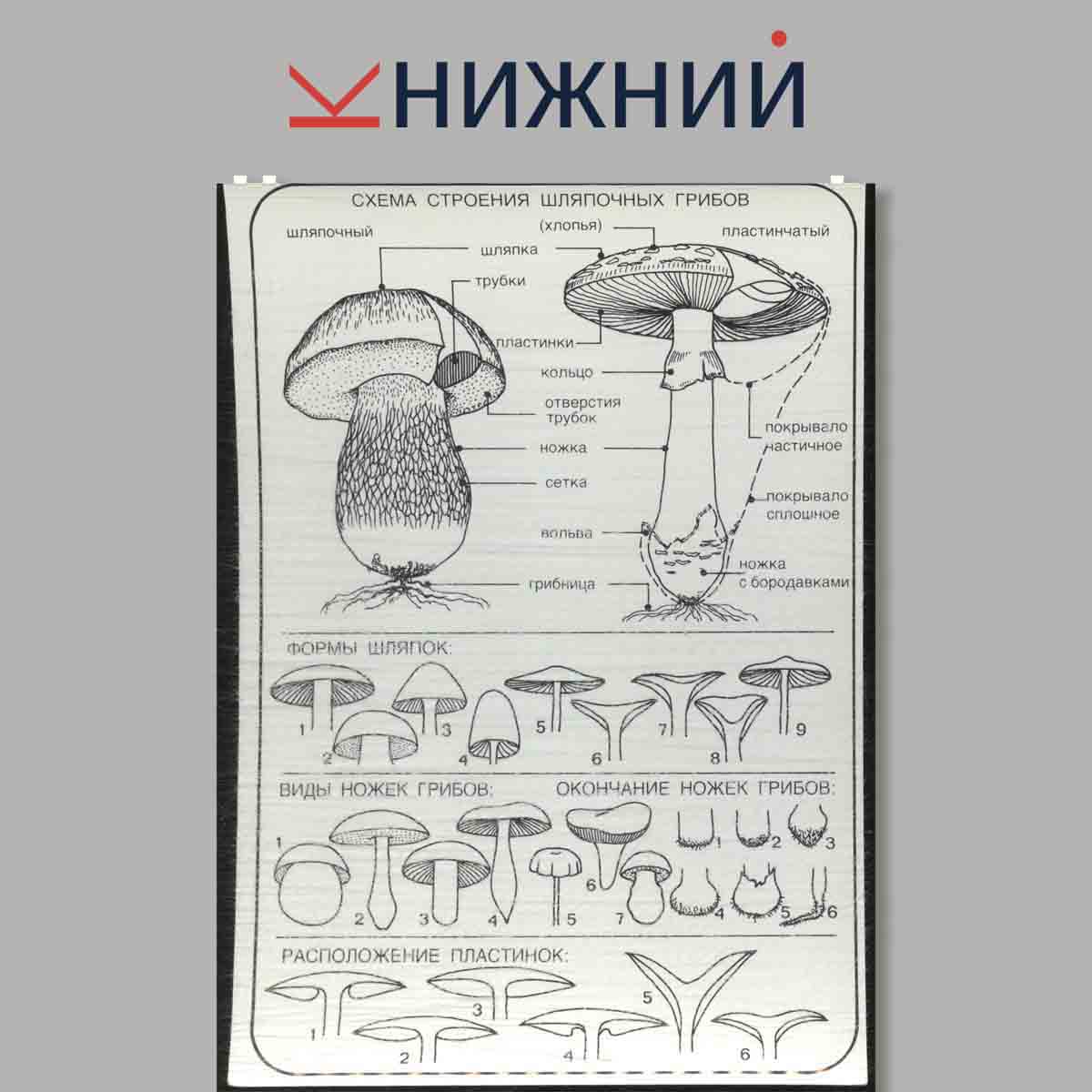 Набор открыток. Миниатюрный атлас грибов.