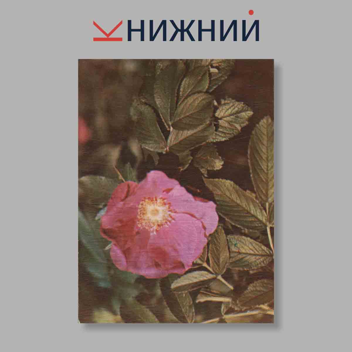 Набор открыток. "Экскурсия в природу. Наглядное пособие для средних школ. Лето"