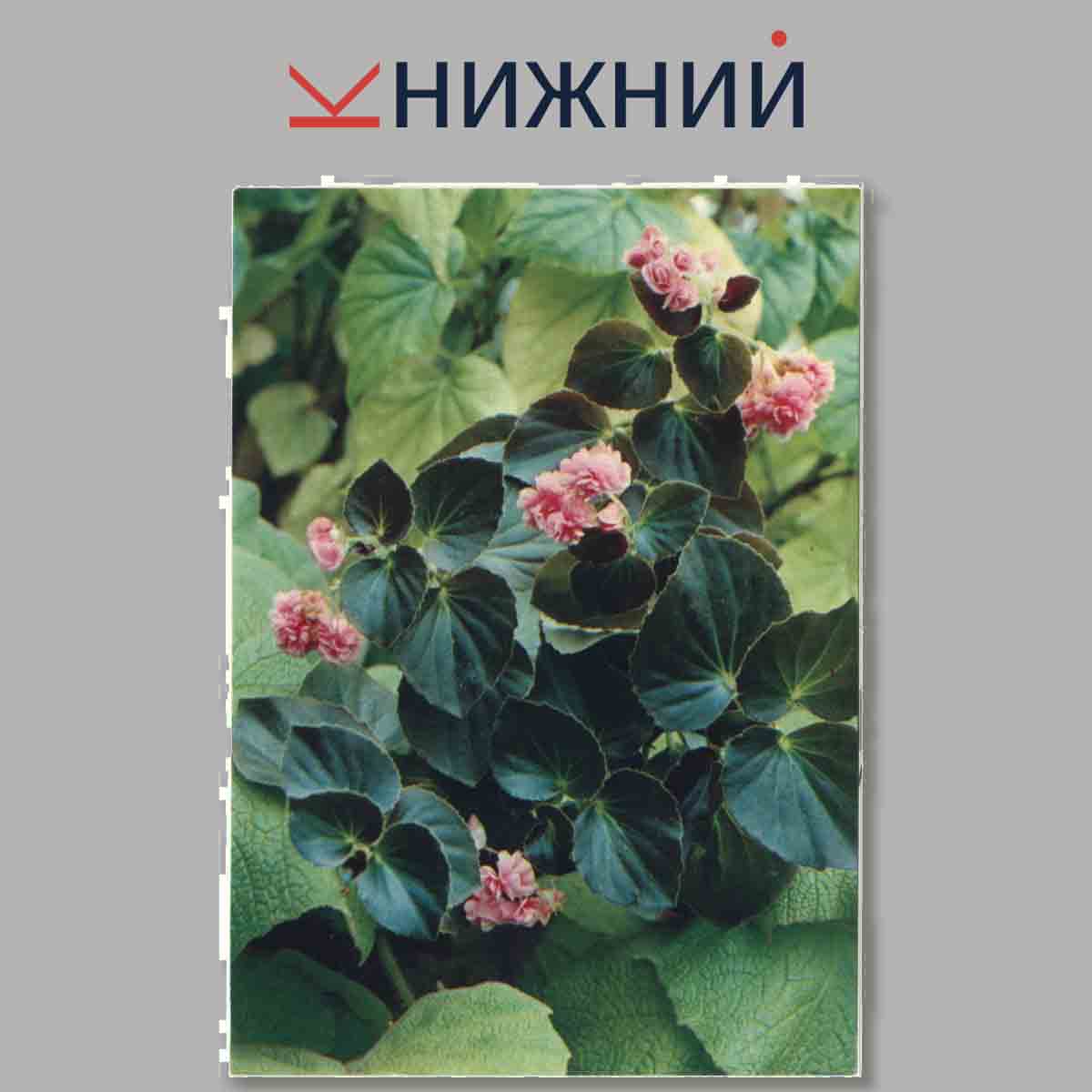 Набор открыток. Комнатные растения Бегониевые.