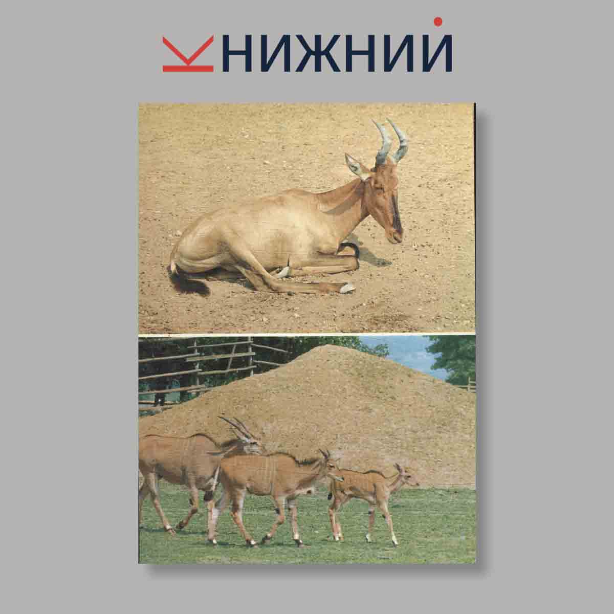 Набор открыток. "Pozvani Do Zoo"