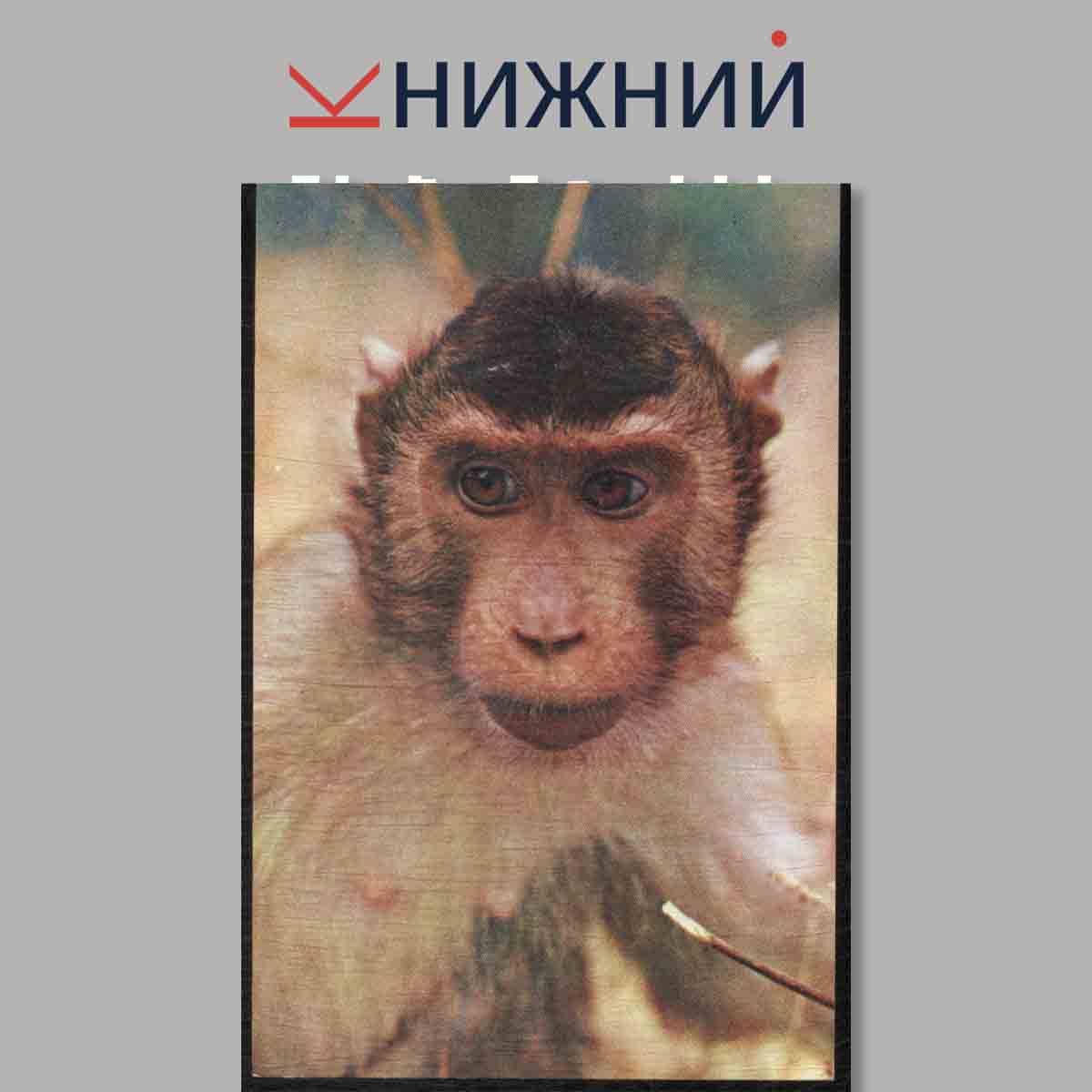 Набор открыток. Зоопарк.