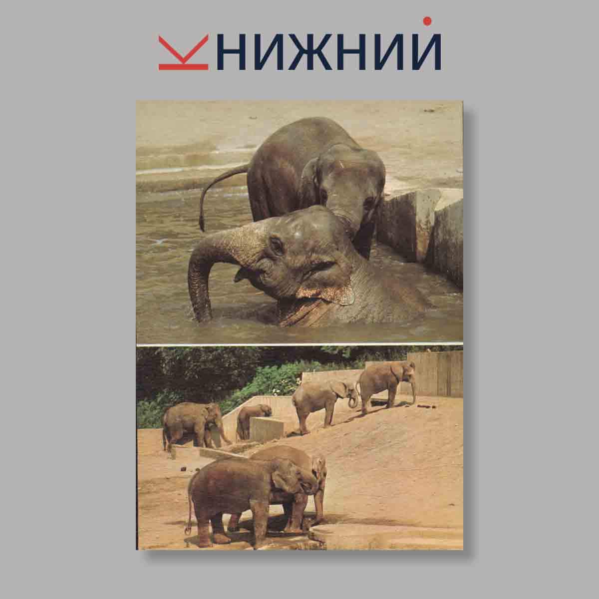 Набор открыток. "Navsteva V Zoo. Выпуск 1"