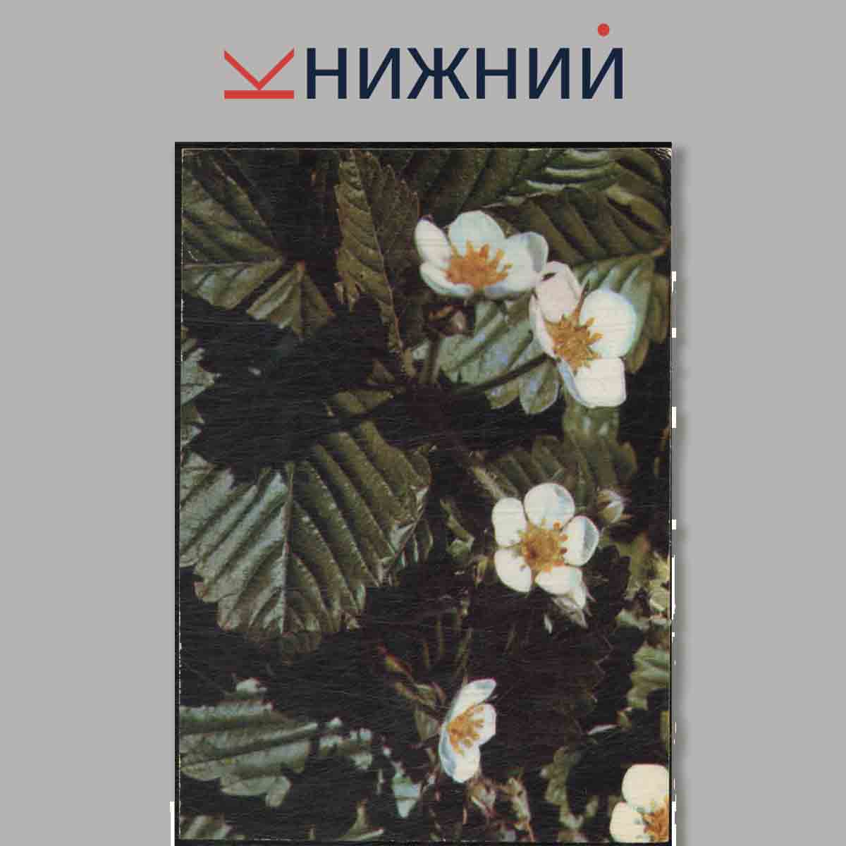 Набор открыток. Экскурсия в природу. Лекарственные растения. Выпуск 2.