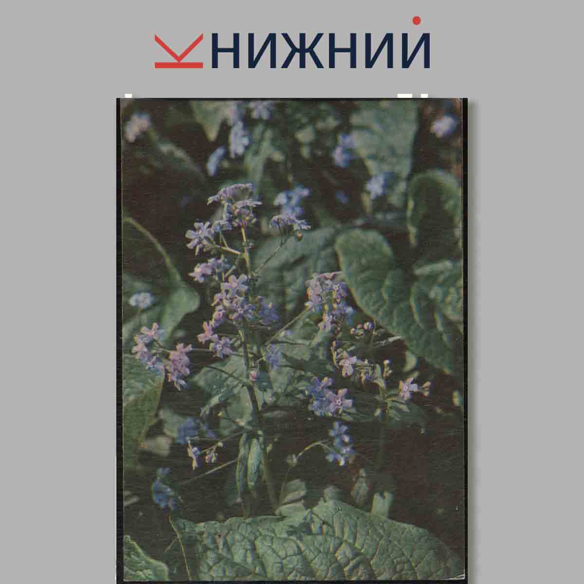Набор открыток. Растения из "Красной книги СССР". Выпуск 1.