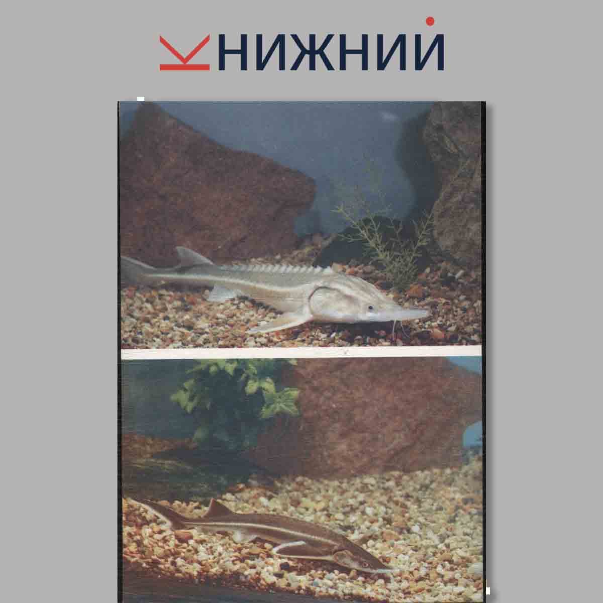 Набор открыток. Аквариум Московского зоопарка.
