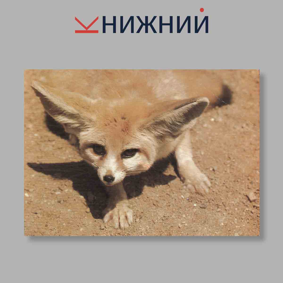 Набор открыток. "Navsteva V Zoo Выпуск 3"