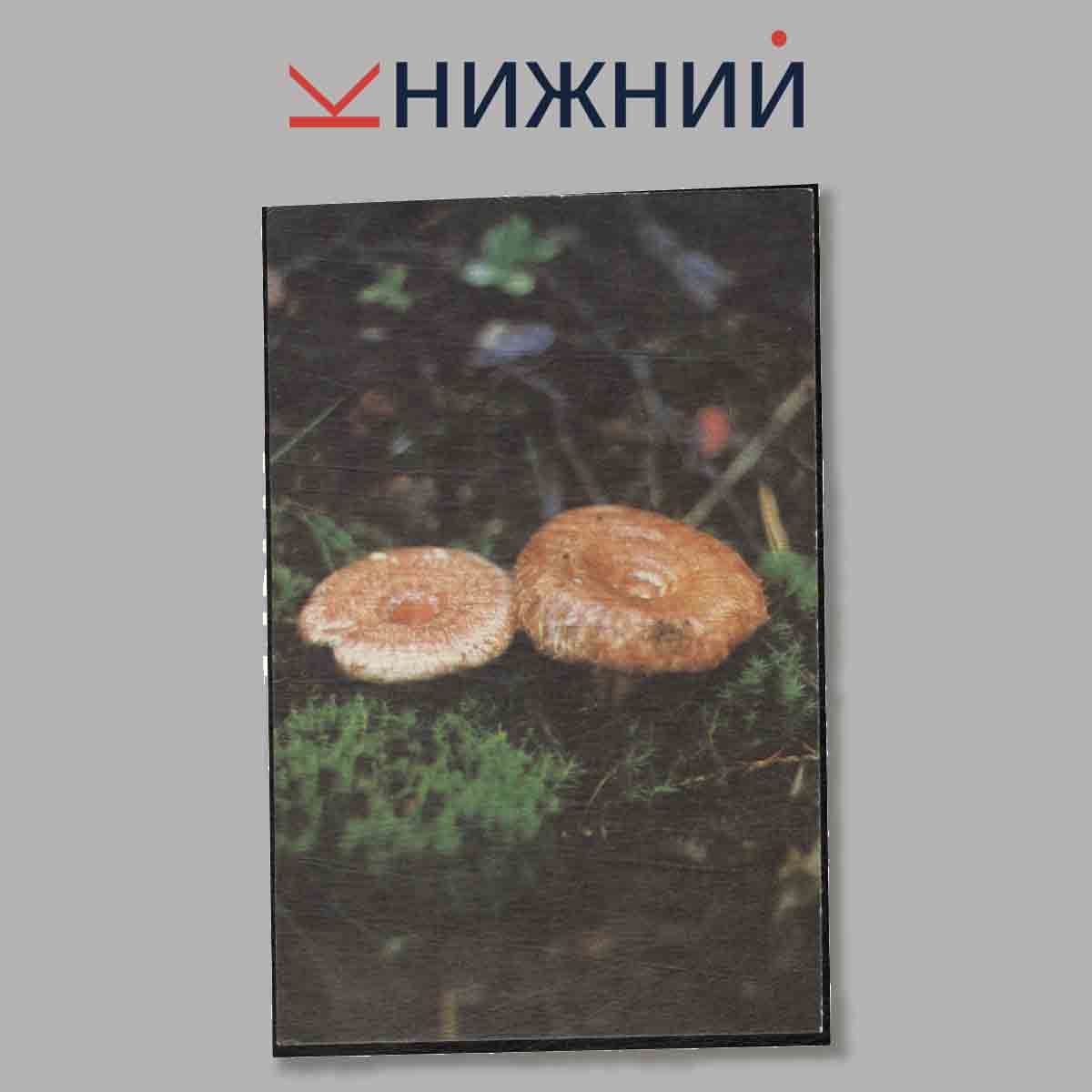 Набор открыток. Грибы.