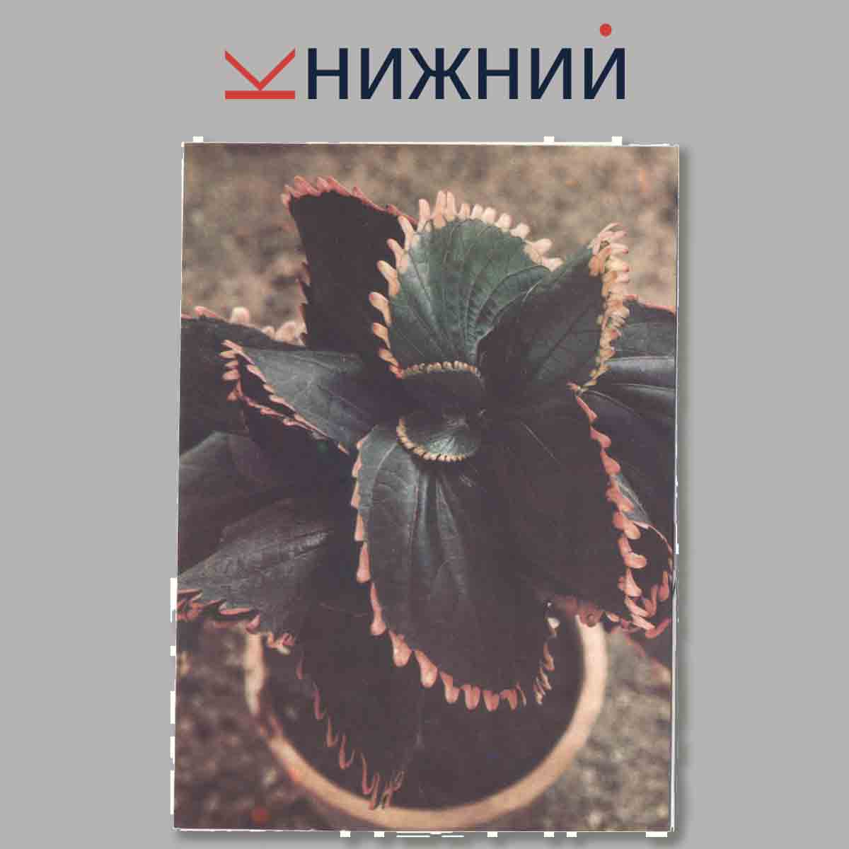 Набор открыток. Комнатные растения. Выпуск 2.
