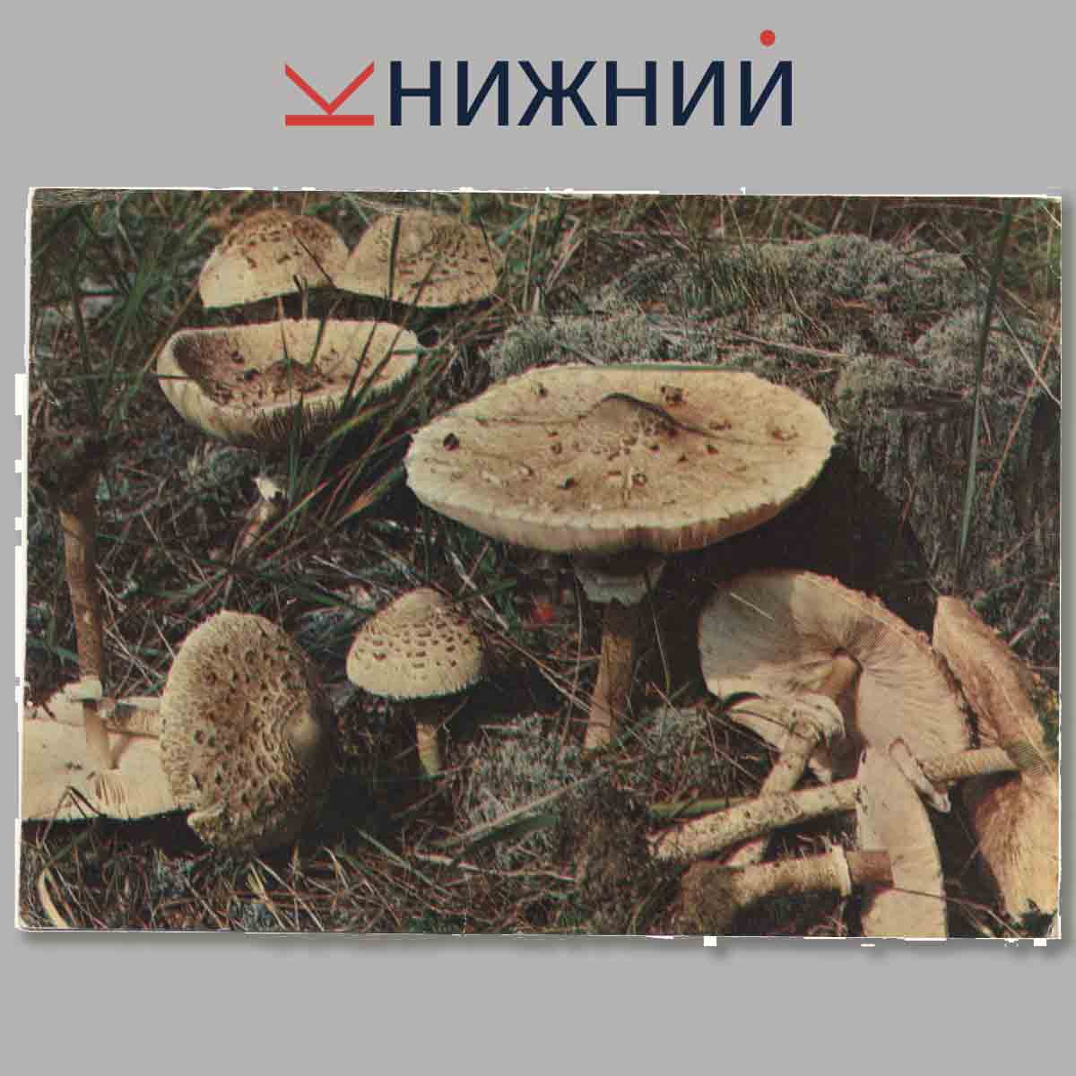 Набор открыток. Экскурсия в природу. Грибы.