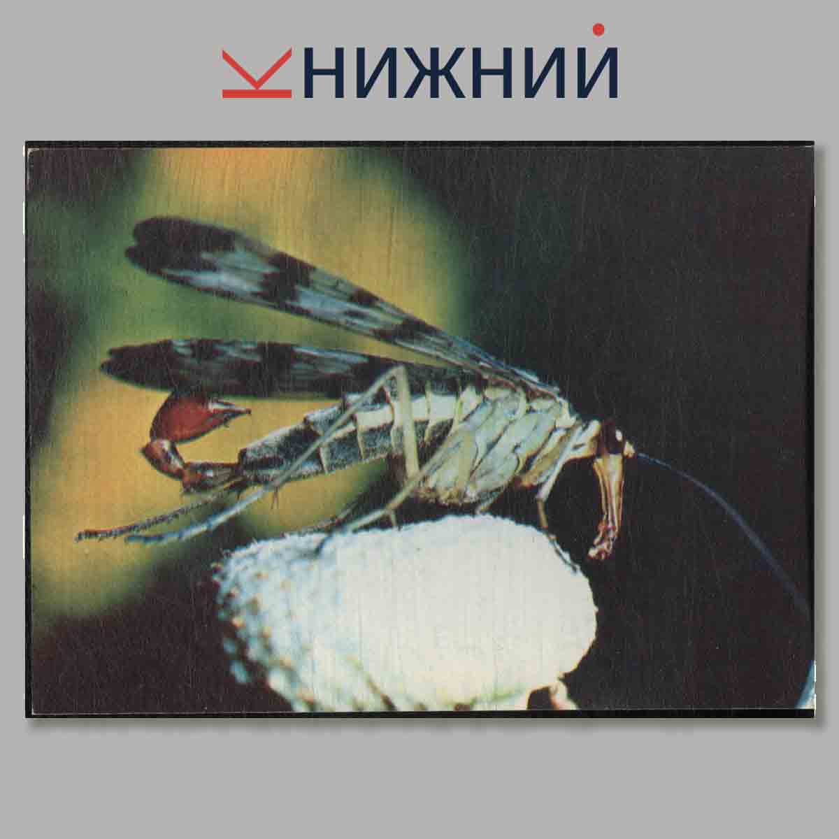 Набор открыток. Экскурсия в природу. Насекомые.