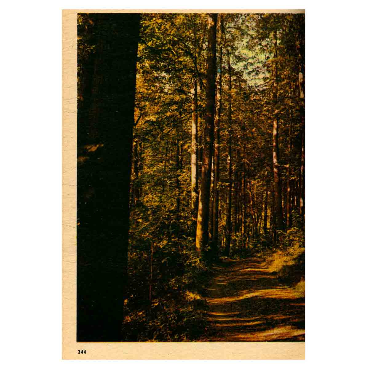 Книга для чтения по ботанике