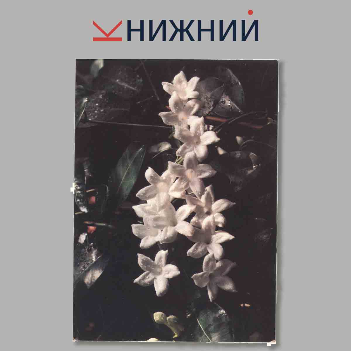 Набор открыток. Комнатные растения. Выпуск 2.