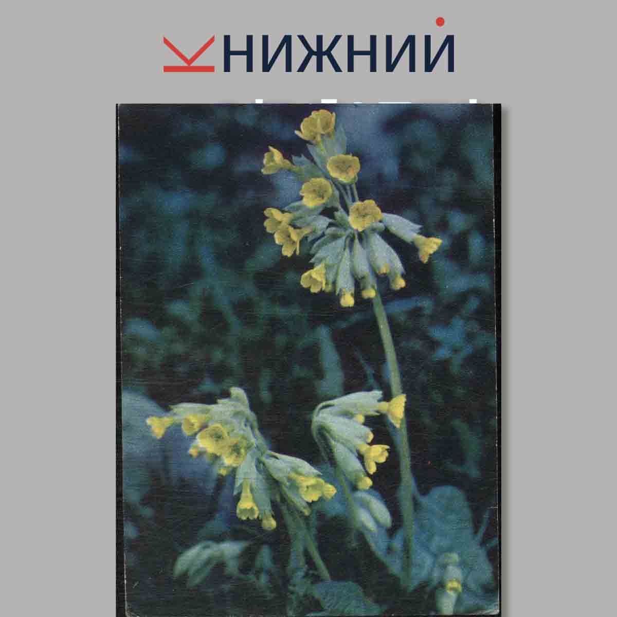 Набор открыток. Экскурсия в природу. Наглядное пособие средних школ. Весна.