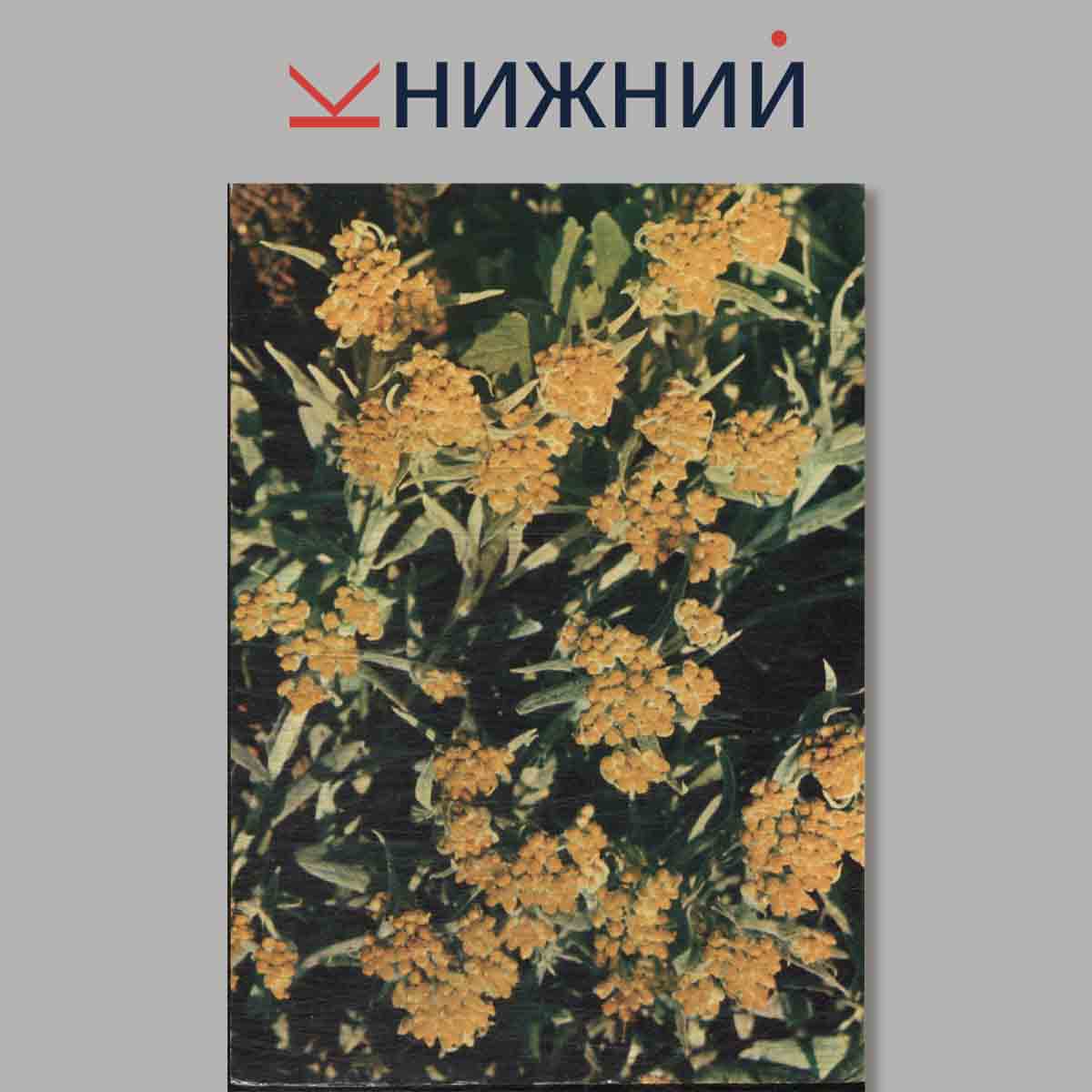 Набор открыток. Экскурсия в природу. Лекарственные растения.