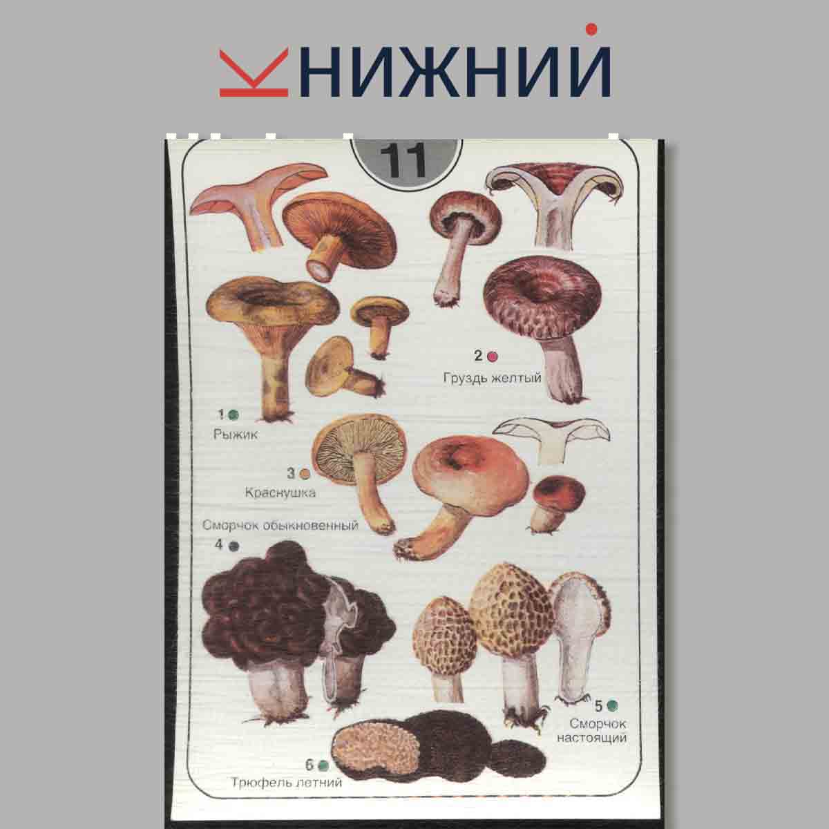 Набор открыток. Миниатюрный атлас грибов.