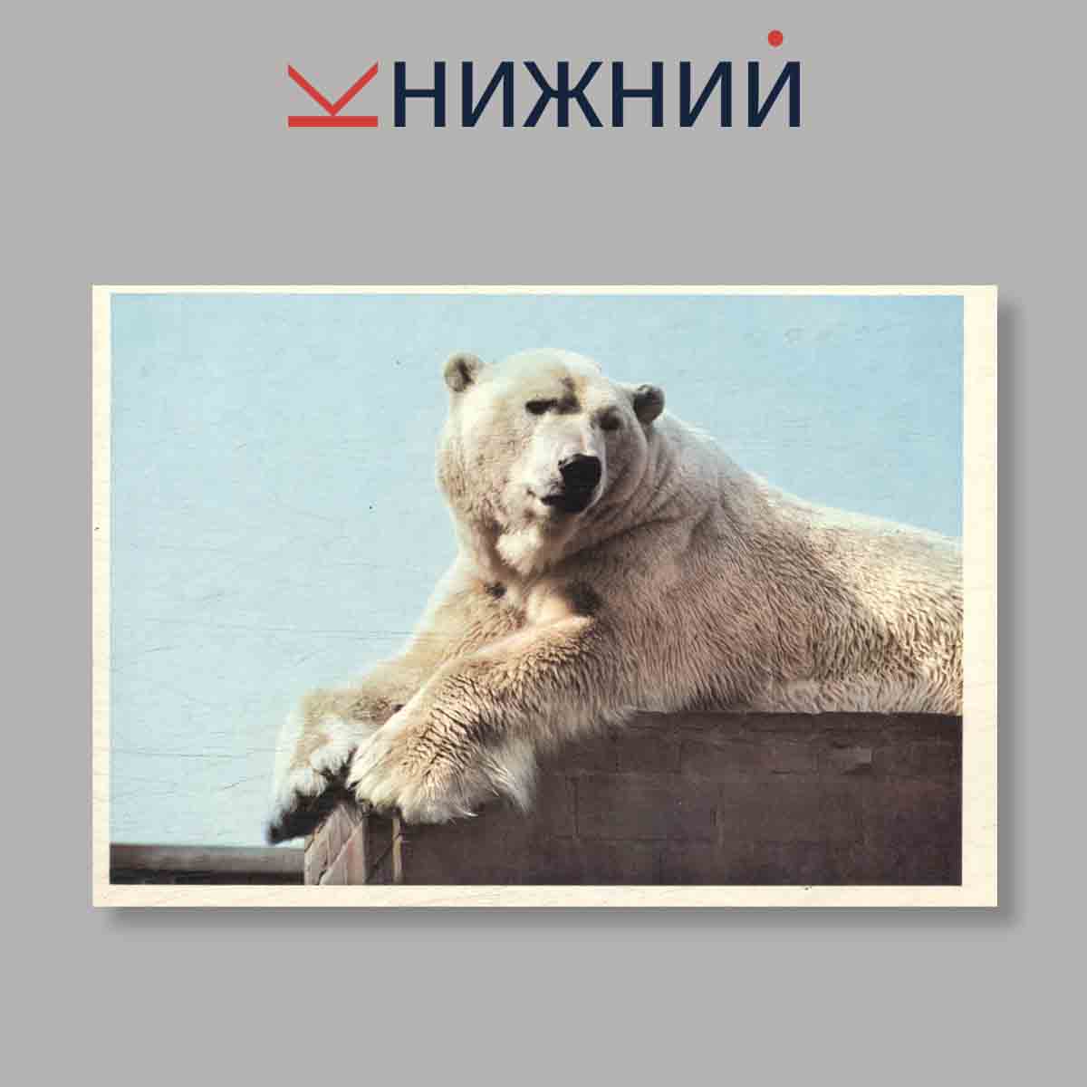 Набор открыток. "Серия "Интересы": Хищники. Edicia Zaujmy: Selmi"
