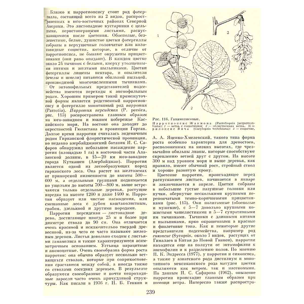 Жизнь растений. Энциклопедия в шести томах. Том 5. Часть первая. Цветковые растения