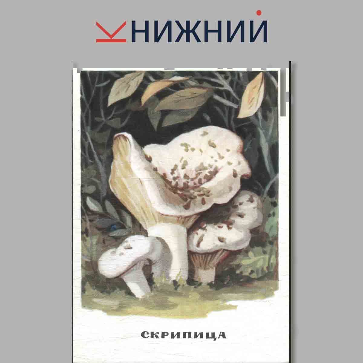 Набор открыток. Грибы.