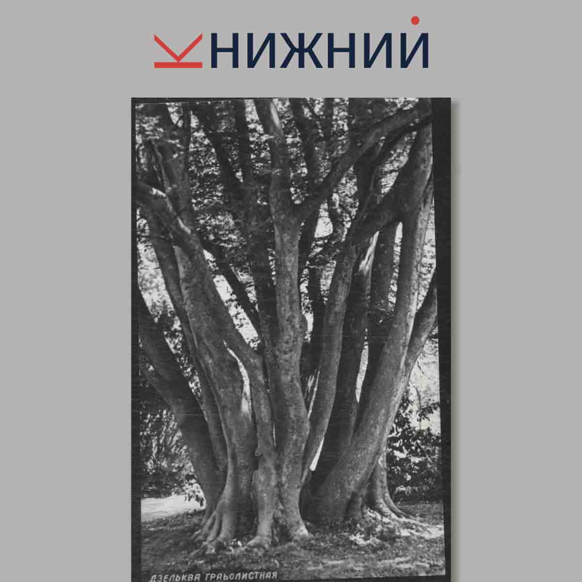Набор открыток. Никитский Ботанический сад.