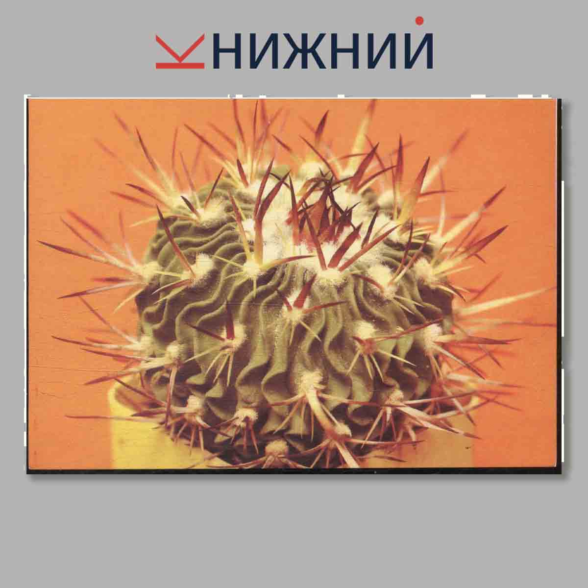 Набор открыток. Кактусы. Выпуск 2.