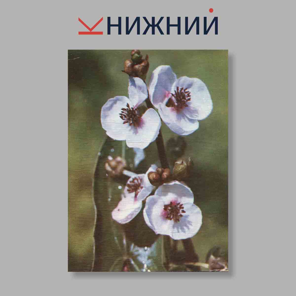 Набор открыток. "Экскурсия в природу. Наглядное пособие для средних школ. Лето"