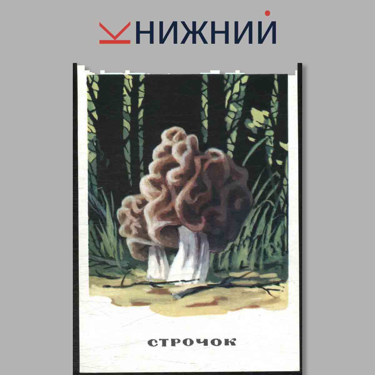 Набор открыток. Грибы.