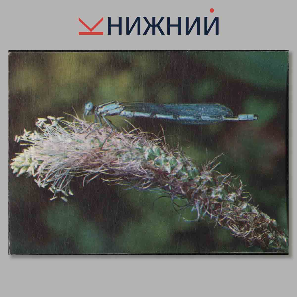 Набор открыток. Экскурсия в природу. Насекомые.